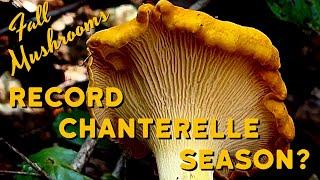 Fall Mushrooms -  Foraging Mushrooms in PNW - Pacific Golden Chanterelle, White Chanterelle, & More!