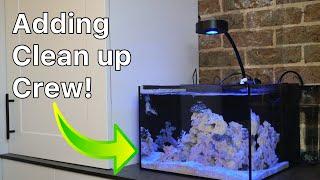 Two Month Update on the Reef Casa Studio 12 | Nano Reef Tank Setup Part 5