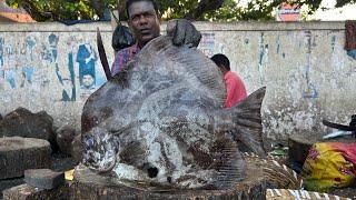 KASIMEDU FISH MARKET AMAZING FISH CUTTING SKILLS #kolathurfishfarm