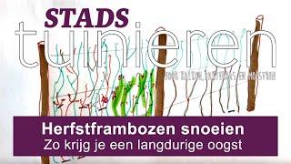 Stadstuinieren - Frambozen snoeien - voor een extra lange oogst #moestuin