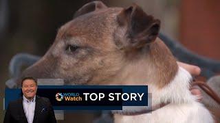 Top Story | Dog Show Winner & Dog Training