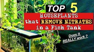 Top 5 🪴HOUSEPLANTS 🪴that Remove Nitrates in a Fish Tank 