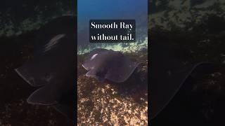 Meet the Tailless Smooth Ray: Stumpy.  #protectmarinelife #nature