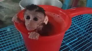 baby monkey soaking in the water ladle