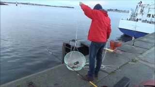 Pêche à la Balance du Bord ; Crabe Vert ; Etrille ; Tacaud Gourmand ; Bretagne ; France