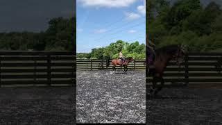 Horse jumping practice 