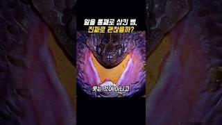 알을 통째로 삼킨 뱀, 진짜로 괜찮을까?