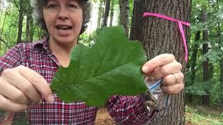 Quercus velutina (black oak)