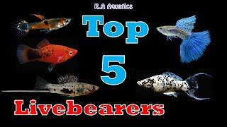 Top 5 Livebearers for Beginners | Top 5 Live Bearing Fish