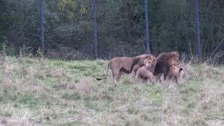 Male lions mating