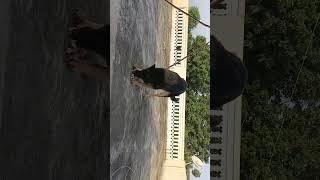 Dog Ki Masti Dekho #trending #doglover #gj.08dog