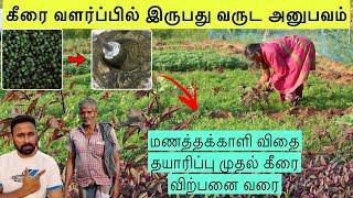 மணத்தக்காளி கீரை விதை தயாரிப்பு முதல் விற்பனை வரை/how to grow sukutti keerai in garden