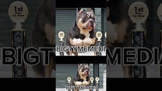 Tips for showing AmericanBully #dogtraining #pets #bulldog #puppy