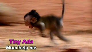 Million Cry! Poor tiny baby Ada run crying loudly scare other monkey, Angel leaves her baby alone