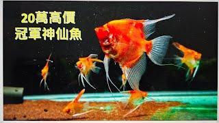 Angel fish contest in Taiwan 2023