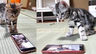 スマホにアレが映ると子猫はドン引きすることが判明しましたww