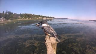 Kingfisher Fishing