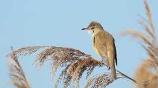 Drosselrohrsänger - Great Reed Warbler - Acrocephalus arundinaceus