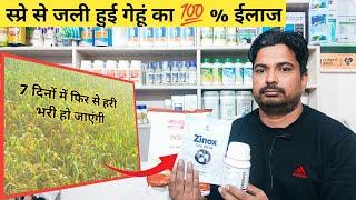 खरपतवार नाशक के स्प्रे से जले हुए गेहूं या पीले हुए गेहूं का सौ 100 % इलाज / Wheat Crop Spray