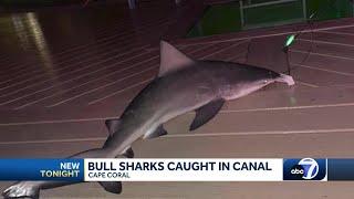 Family catch and releases 4 sharks in Cape Coral canal