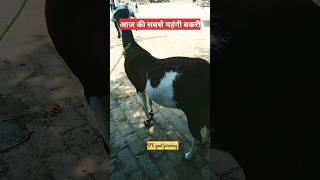 आज की सबसे महंगी बकरी सिरोही faizabad bakra mandi|RK goat farming|#short #shorts #bakramandi #video