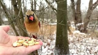 Hand-feeding Birds in Slow Mo - Northern Cardinals