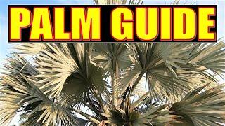 PALM GUIDE | An Extensive Look at the Most Familiar Palms Found in Florida