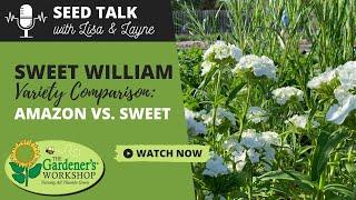 Seed Talk #50 - Sweet William Variety Comparison: Amazon vs. Sweet