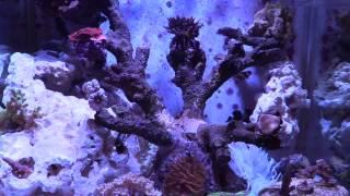 RELAX: Kessil light over Mixed anemone reef Nuvo Micro 30 with natural ocean sounds