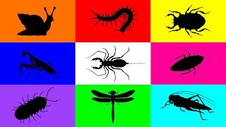 Insect: Grasshopper, Beetle, Mantis, Cockroach, Pill Bug, Centipede, Whip Scorpion, Dragonfly, Snail