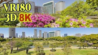 [ 8K 3D VR180 ] 新緑の頃の浜離宮恩賜庭園  Hama-rikyu Gardens in TOKYO