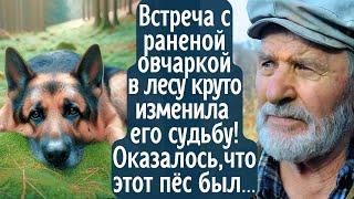 Встреча с раненой овчаркой в лесу круто изменила его судьбу! Спустя время он узнал, кем был этот ...