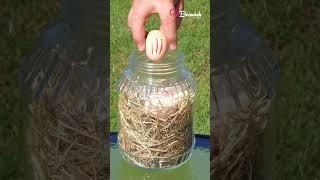 Hatching Eggs Without an Incubator #eggs #incubator #hack #tricks