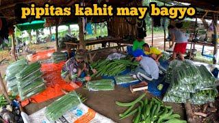 16th HARVEST 600 KILO PARIN