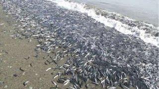 В Охотском море приливом на берег выбросило тонны мойвы