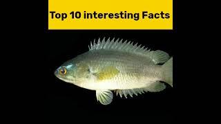 top 10 interesting facts in telugu #shorts#telugu shorts