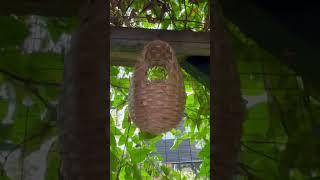 Breeding Weaver Birds | Bird Aviary