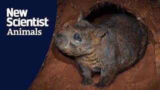 Watch a rare interaction between a wombat and an echidna