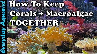 How To Keep Macroalgae With Corals In A Reef Display Tank