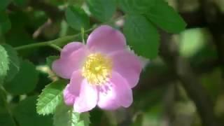 Egelantier (Rosa rubiginosa) herkennen