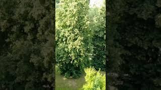 липа цветёт