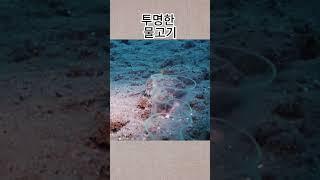 투명한 물고기 || 흥미로운 지식
