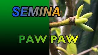 SEMINA ASIMINA TRILOBA - Paw Paw o Banano di Montagna