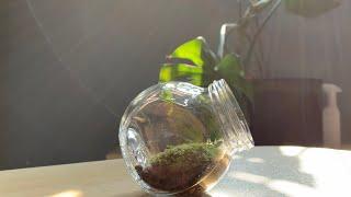 植屋-苔盆栽製作 How to create a Moss Terrarium