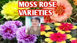 MOSS ROSE VARIETIES OR ALEMBONG PLANT @margiepulido21