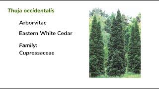 Materia Medica Series #4 Thuja occidentalis