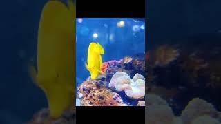 Colorful Marine Fish #trending #viralvideo