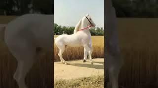 Horse video|| Marwari horse video||#horse #shorts #trending #youtubeshorts #short#shots#marwari