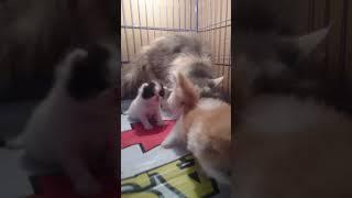 Persia peaknose - lucu nya kitten yg baru belajar jalan