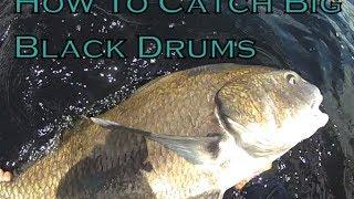 How to Catch Big Black Drum